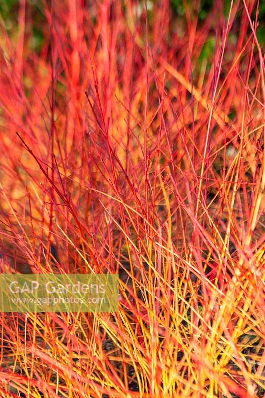 Cornus sanguinea 'Anny's Winter Orange' - Dogwood - stems 