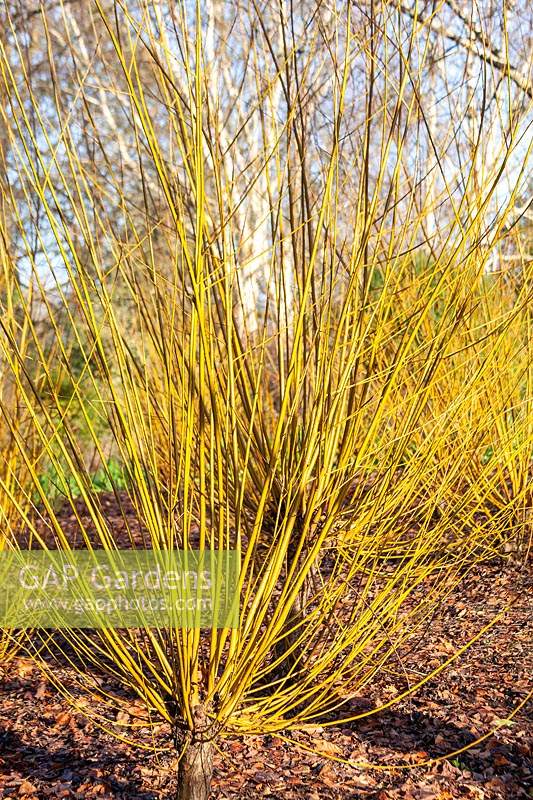 Salix alba 'Britzensis' - Willow - bare stems grown on stump 