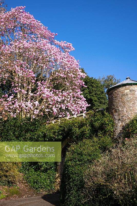 Magnolia 'Caerhays Belle' at the entrance gateway to castle 