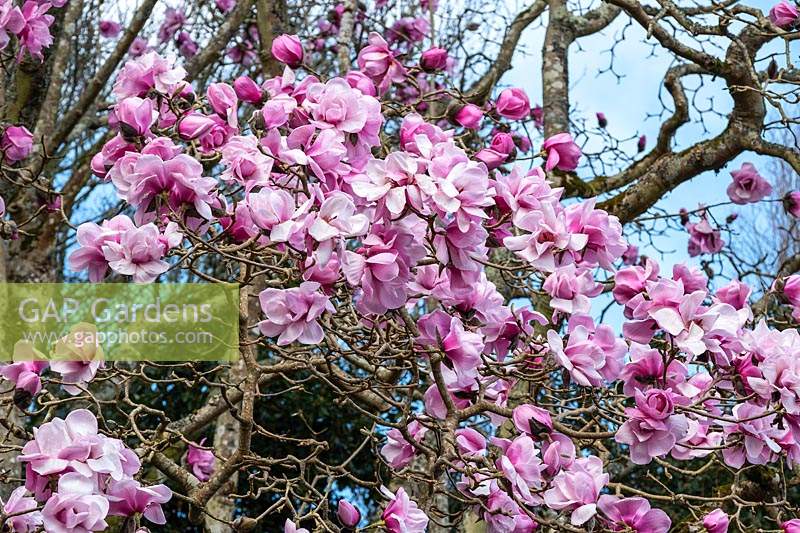 Magnolia 'Caerhays Belle'