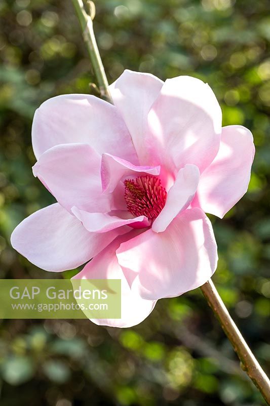 Magnolia 'Caerhays Belle'