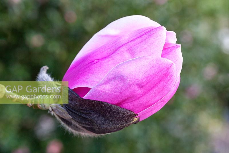 Magnolia 'Susanna van Veen' - single flower profile
