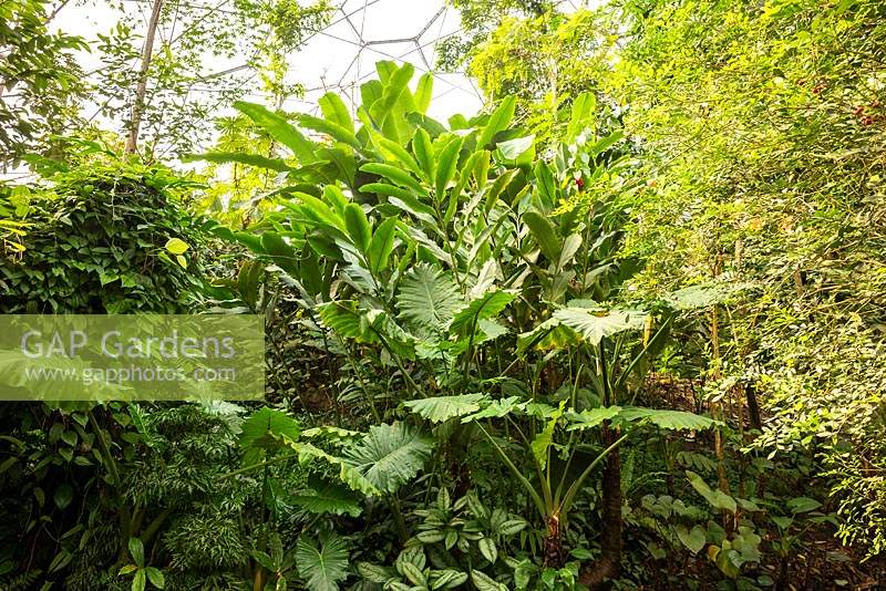 The Rainforest Biome, tropical foliage