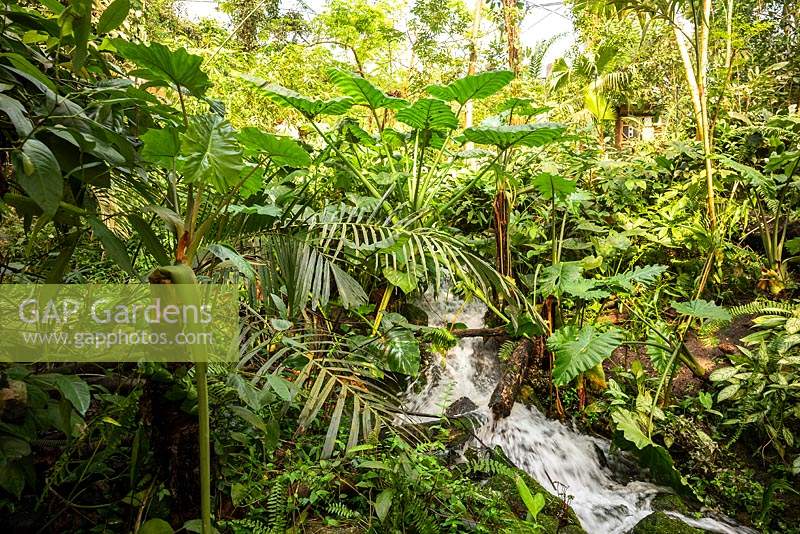 Tropical foliage near running water in The Rainforest Biome 