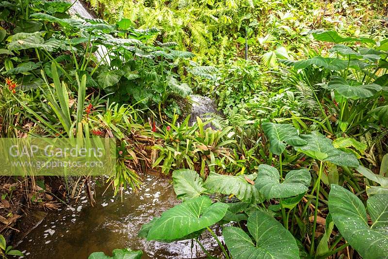 Tropical planting around water in The Rainforest Biome 