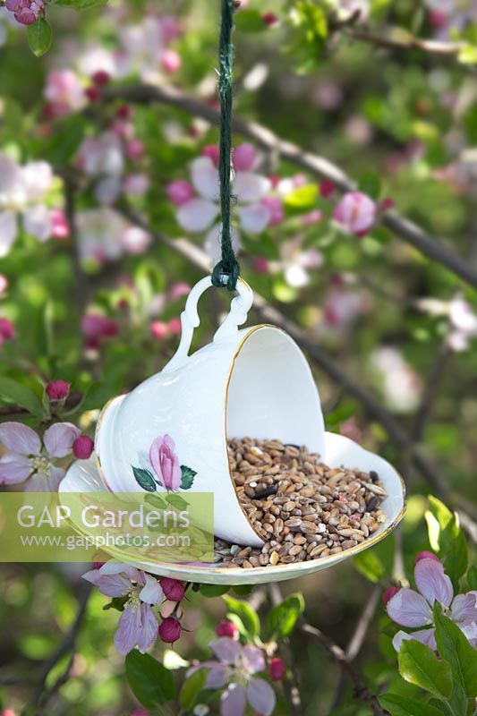 Bird feeder made from china tea cup and saucer hanging in tree surrounded by blossom