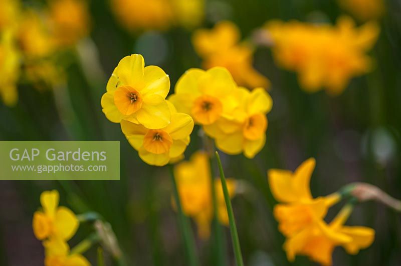 Yellow Narcissus jonquilla - Jonquil or Rush Daffodil