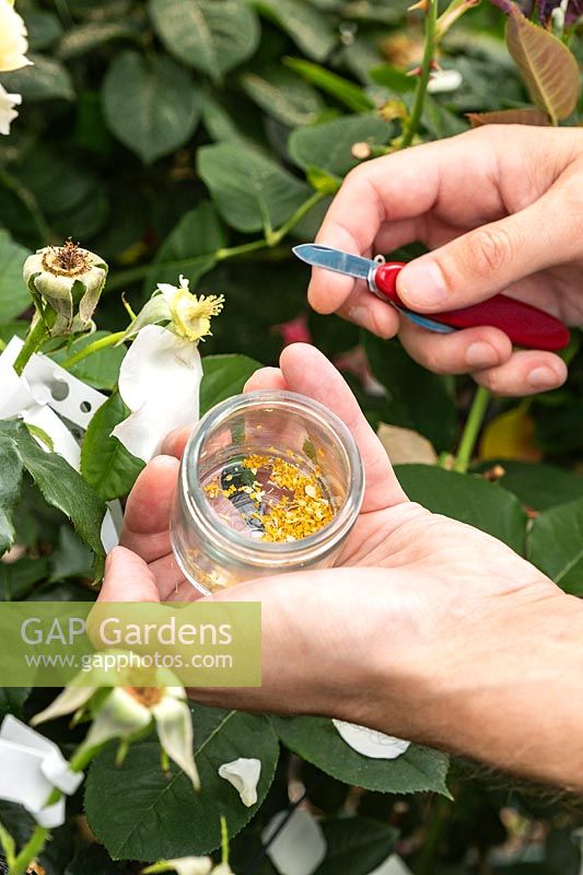 Cross-pollinating a Rosa - Rose - the petals are removed, then the anthers containing the pollen are cut off into a glass jar