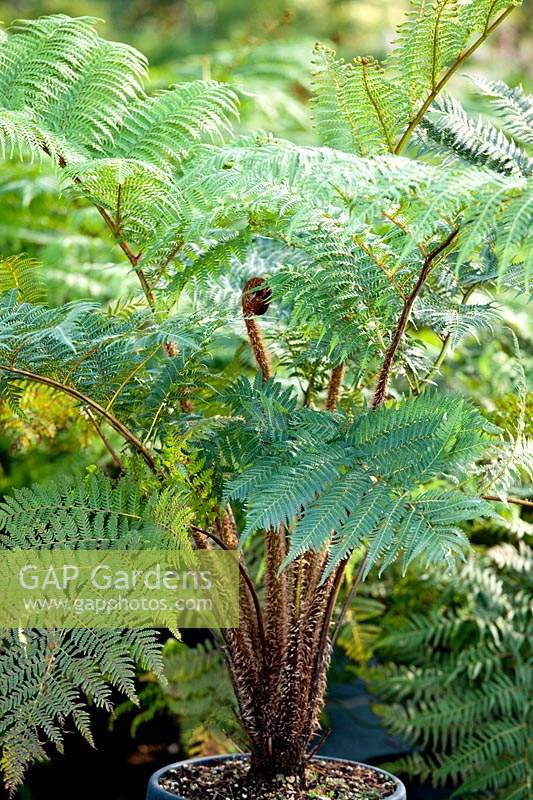 Cyathea brownii 'tree ferns'