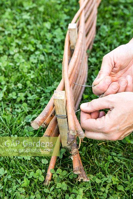 Using pliers to wire willows to stakes while making woven willow fence