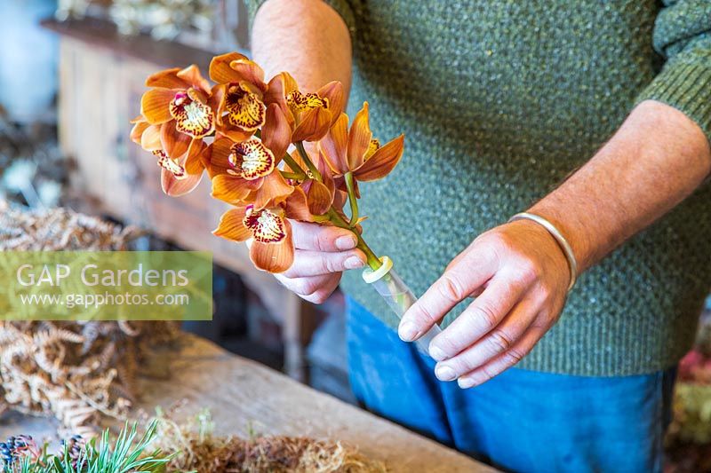 Man inserting prepared Cymbidium orchid stem into plastic floral water tube