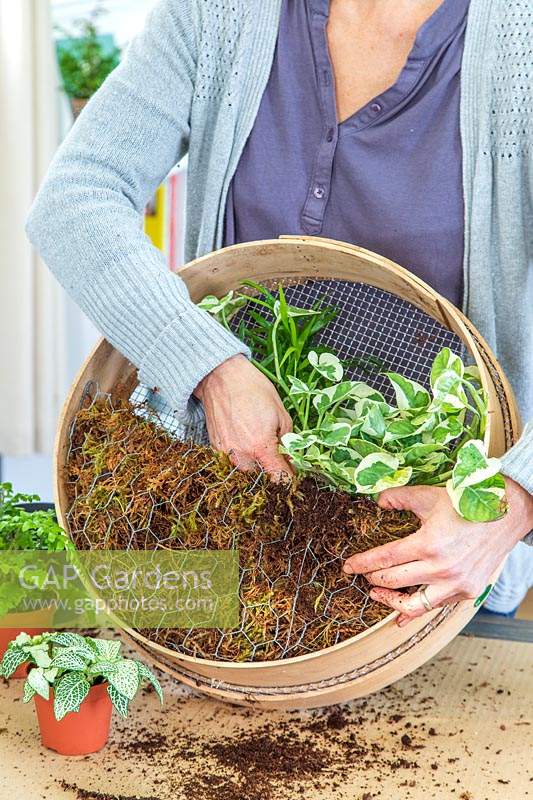 Woman planting Epipremnum pinnatum scindapsus into wooden sieve filled with moss. 