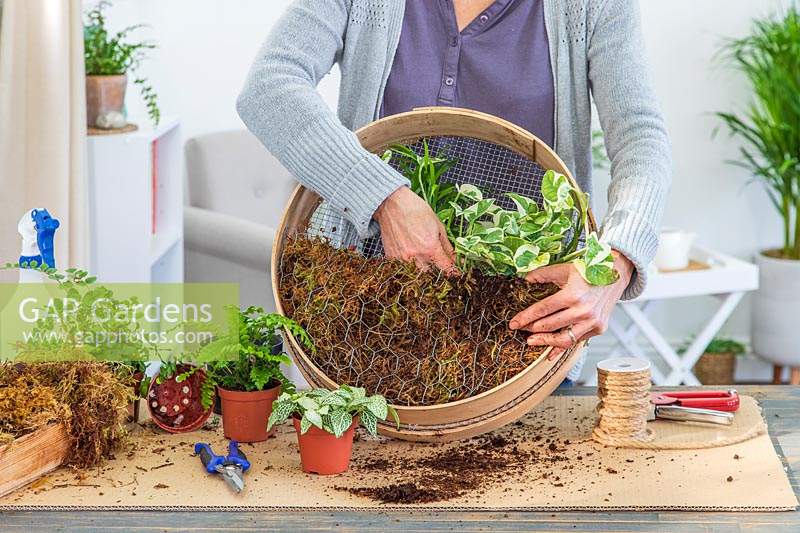 Woman planting Epipremnum pinnatum scindapsus into wooden sieve filled with moss.