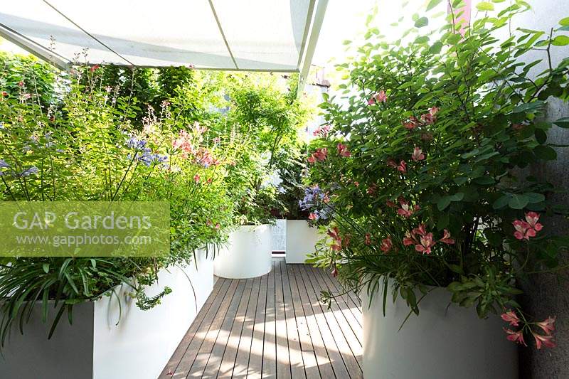 Terrace garden with large raised containers, planted with Alstroemeria 'Freedom' and Agapanthus 'Blue 'Sorm'. 