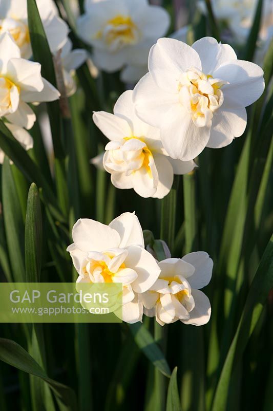 Narcissus 'Cheerfulness' - Daffodil 