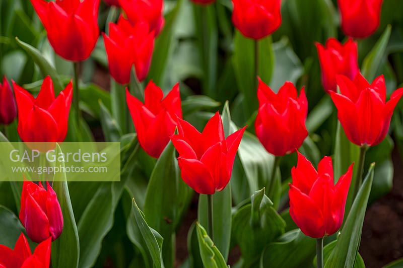 Lily-Flowered Tulipa 'Pieter de Leur' 