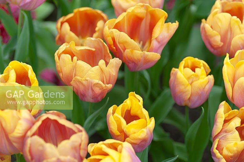 Triumph Tulipa 'Orange Legion'