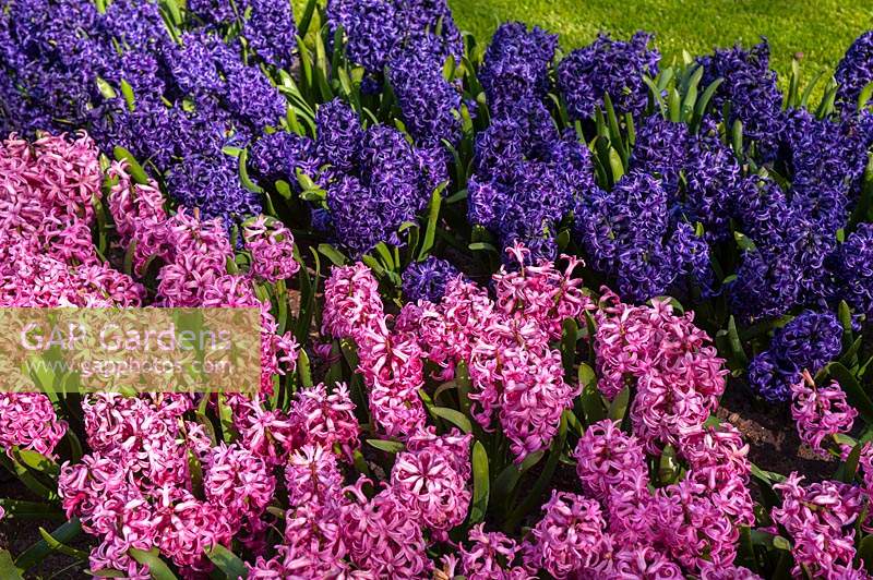 Hyacinthus 'Pink Pearl' and 'Blue Pearl' 