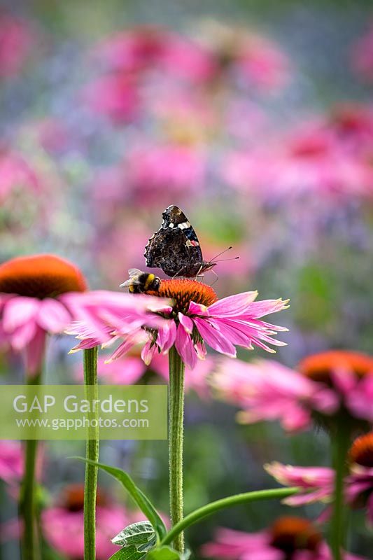 Red admiral butterfly and bumblebee on Echinacea purpurea 'Magnus' - Coneflower.