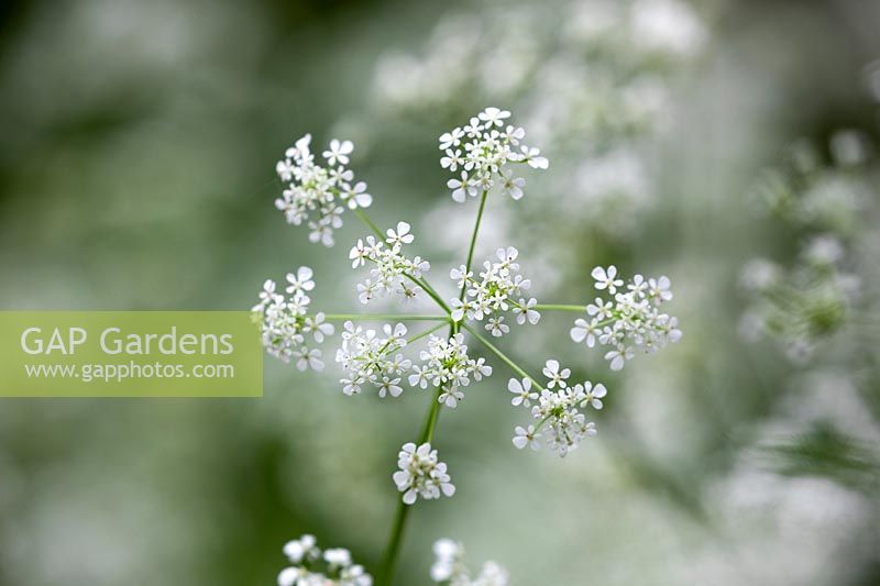 Anthriscus sylvestris - Common cow parsley, Wild chervil, Beaked parsely, Keck