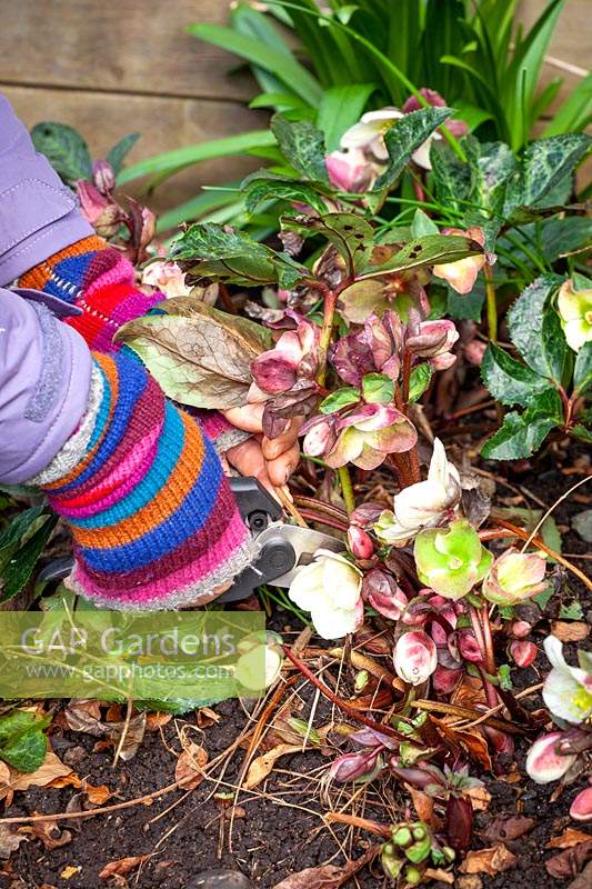 Cutting off Helleborus - Hellebore - leaves to reveal the flowers