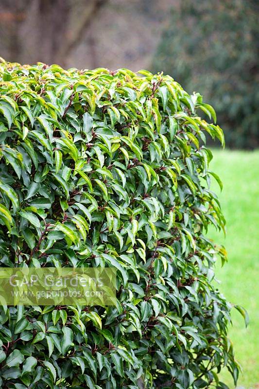 Hedge of Prunus lusitanica - Portuguese laurel