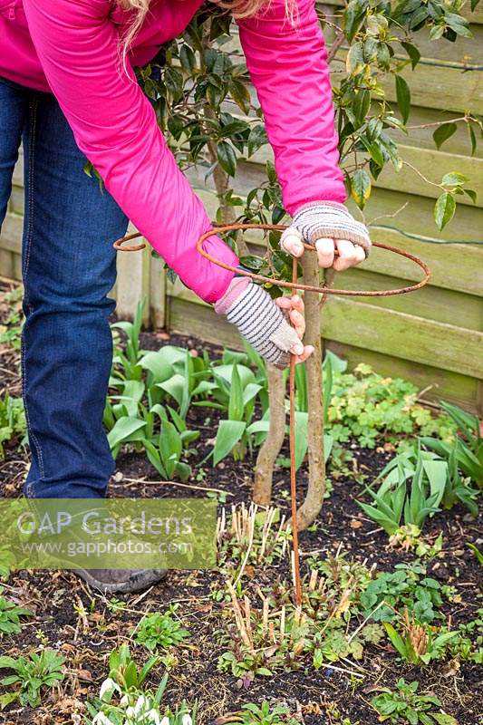 Putting in metal plant supports for perennials - Phlox paniculata 'Balmoral'