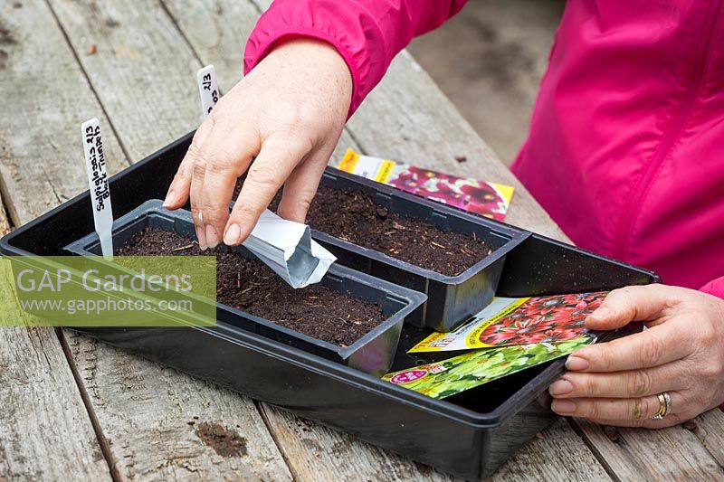 Sowing half hardy annuals in plastic trays in the greenhouse - Salpiglossis sinuata