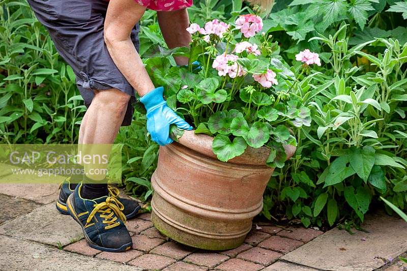 Placing a terracotta pot of geraniums on a patio for the summer