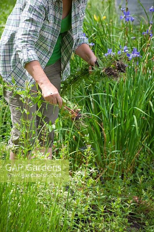 Removing large weeds from a border by hand - Epilobium - Willowherb