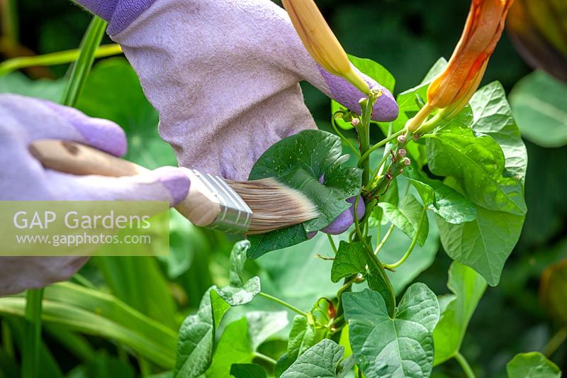 Using a paint brush and gloves to apply weed killer on to the leaves of bindweed that is running through Hemerocallis - Day Lily - in a border using a brush
