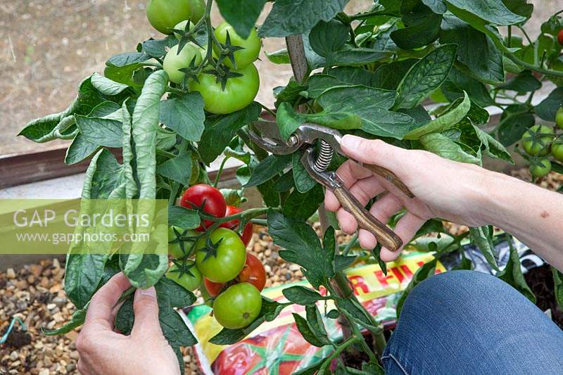 Removing some leaves from Tomato plants to help fruit ripen and make it easier to pick