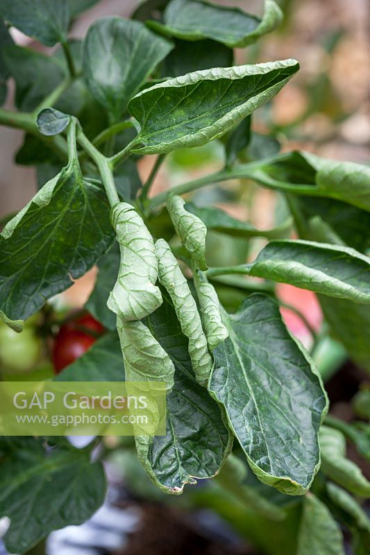 Leaf curling on a Tomato plant grown in greenhouse - sometimes caused by fluctuating temperatures