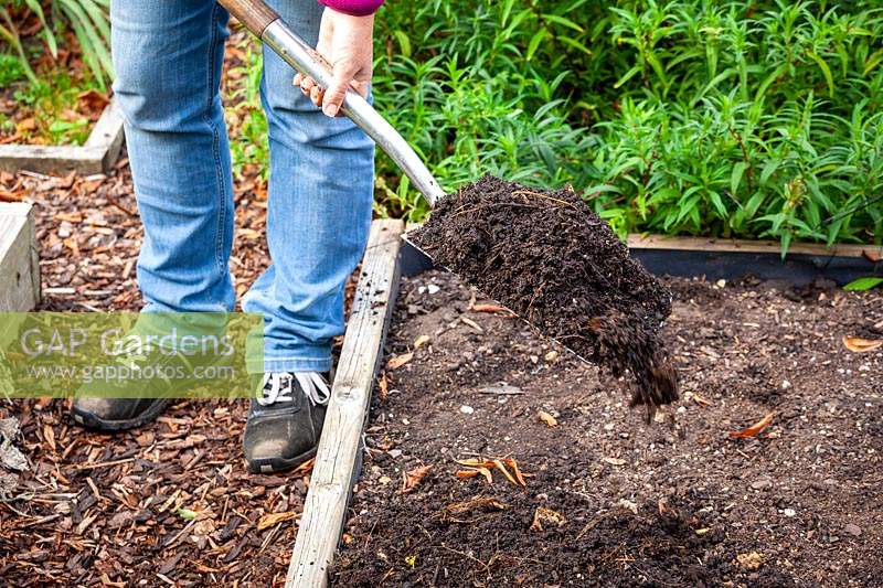 Mulching a bed in the vegetable garden with compost. 