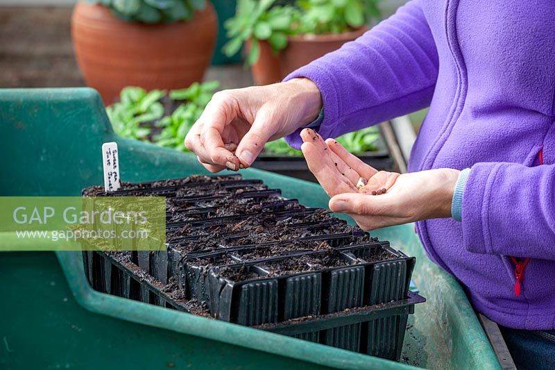 Sowing Lathyrus odoratus - Sweet Pea - seeds into plastic root trainers trays in the greenhouse