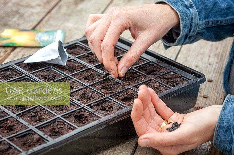 Sowing onions into module trays in a greenhouse in winter. Allium cepa