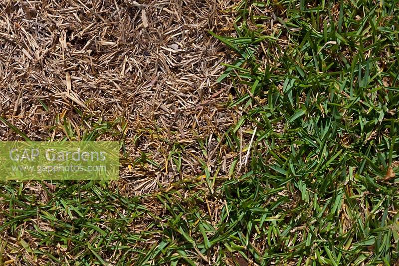 Close up of Army Worm damage in a Buffalo lawn. 