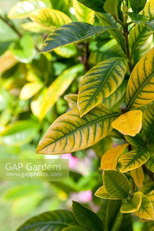 Gardenia leaves showing signs of  iron deficiency.