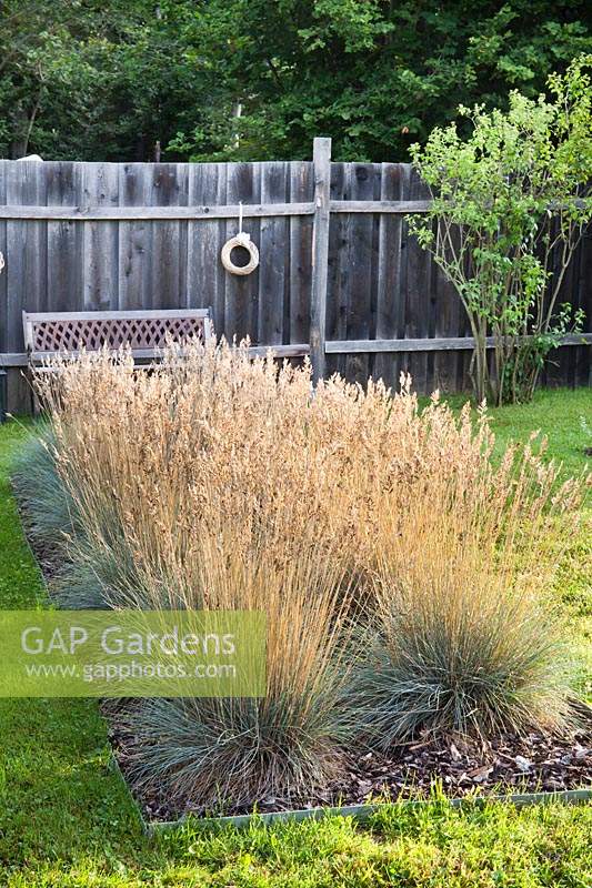 Festuca glauca in bed, set in lawn with fence behind