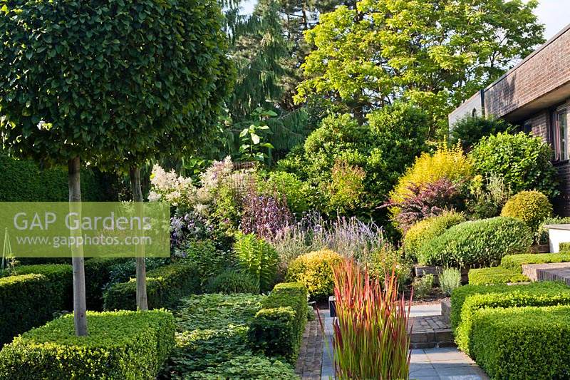 Formal planting in contemporary garden: box and yew low hedging, ball topiaries, Imperata cylindrica 'Red Baron' and Carpinus betulus - Hornbeam lollipop topiary.