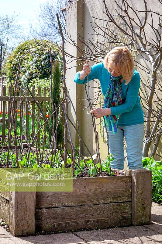 Putting in pea sticks to support peas in a raised bed