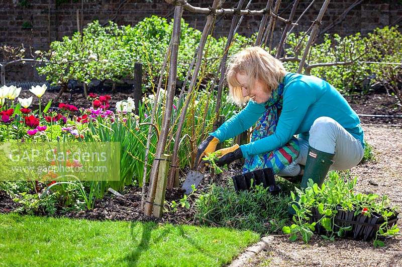 Planting out Lathyrus odoratus - Sweet Pea - plants that have been grown in root trainers
