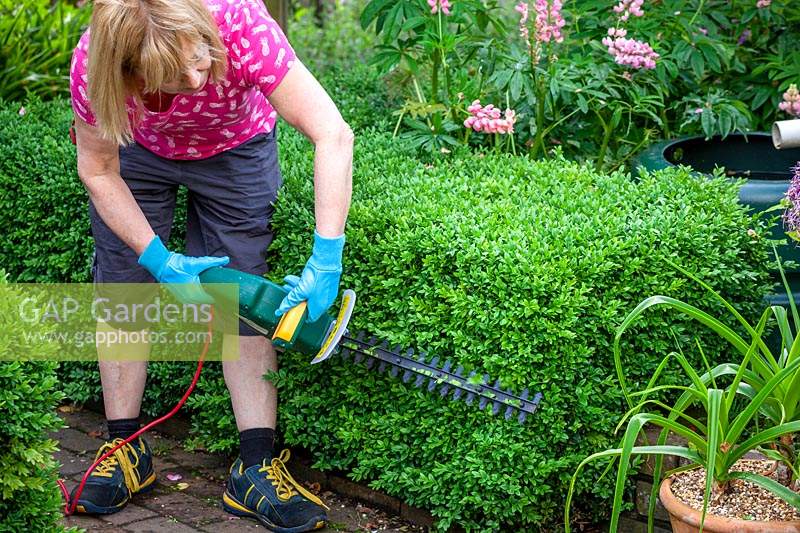Trimming a low Buxus - Box - hedge using an electric hedge trimmer