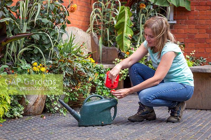 Feeding container plants - measuring out tomato feed into a watering can