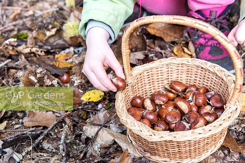 Castanea sativa - Chestnut - harvesting nuts from forest floor 