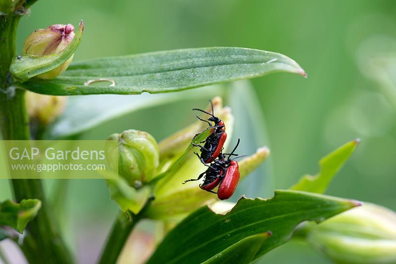 Lilioceris lilii - Lily Beetle - mating on a leaf 