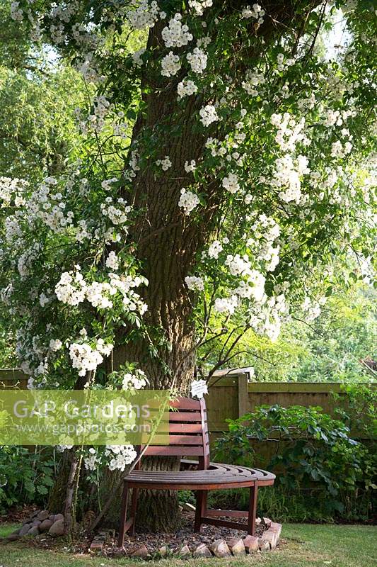 Rosa filipes 'Kiftsgate' - Rambling Rose - growing around a tree, with semi-circular tree seat 