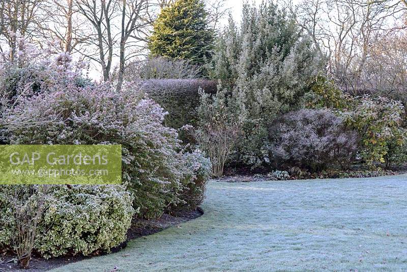 Shrub borders with Euonymus fortunei, Cotinus coggygria - Smokebush and Spirea, backed by Carpinus betulus - hornbeam hedge in the early morning frost in late November. 