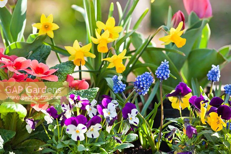 Mixed flowers: Tulipa - Tulip, Narcissus - Daffodil, Primula, Viola and Muscari - Grape Hyacinth - planted in container