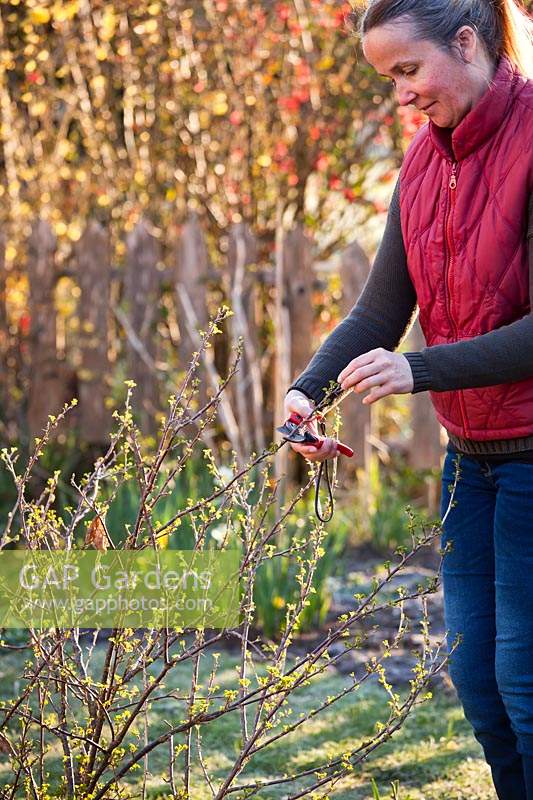 Woman using secateurs to prune Ribes uva-crispa - Gooseberry Bush - by shortening stems
